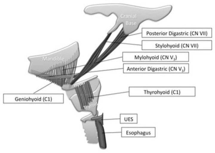 What nerve Innervates Suprahyoid muscles