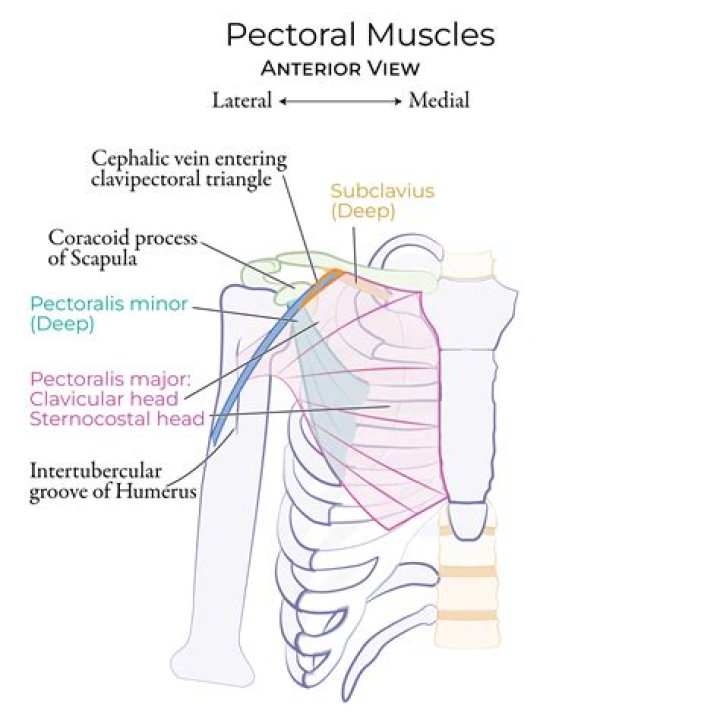 What nerve supplies the pectoralis minor