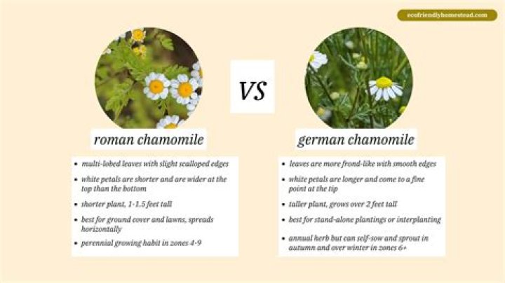 What note is Roman chamomile