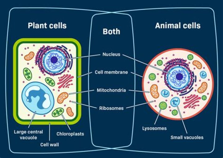 What organelles do liver cells have a lot of