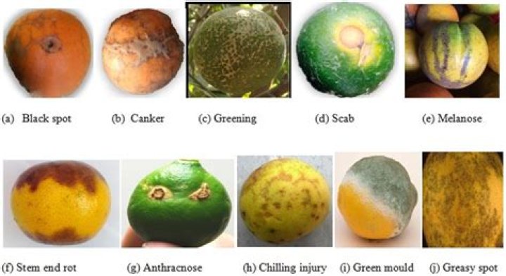 What pests attack citrus trees