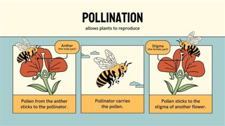 What plants do bees like to pollinate