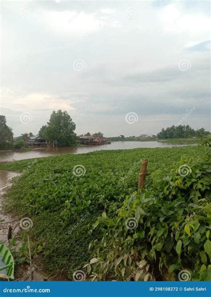 What plants grow by rivers