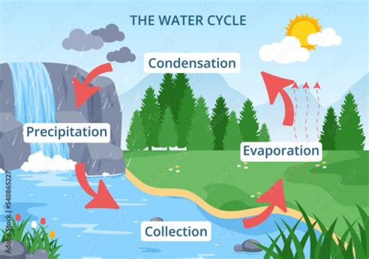 What process in the water cycle involves plants