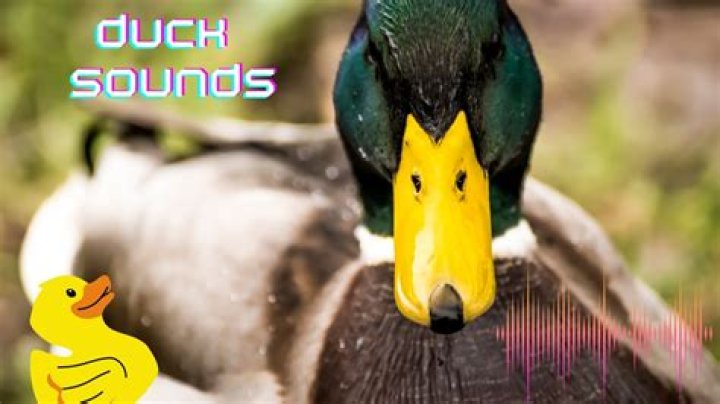 What sounds do ducks make