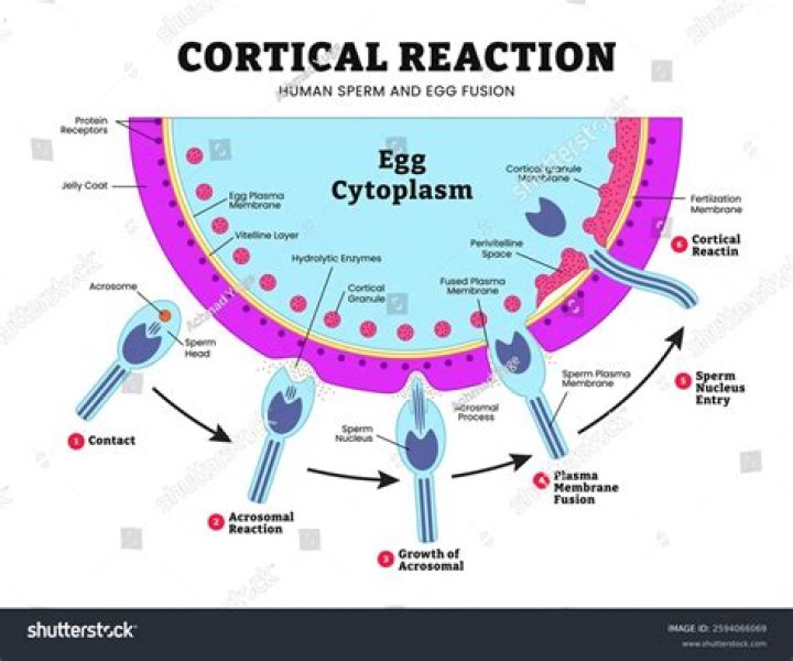 What stimulates the cortical reaction