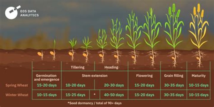 What time of year do you plant seeds