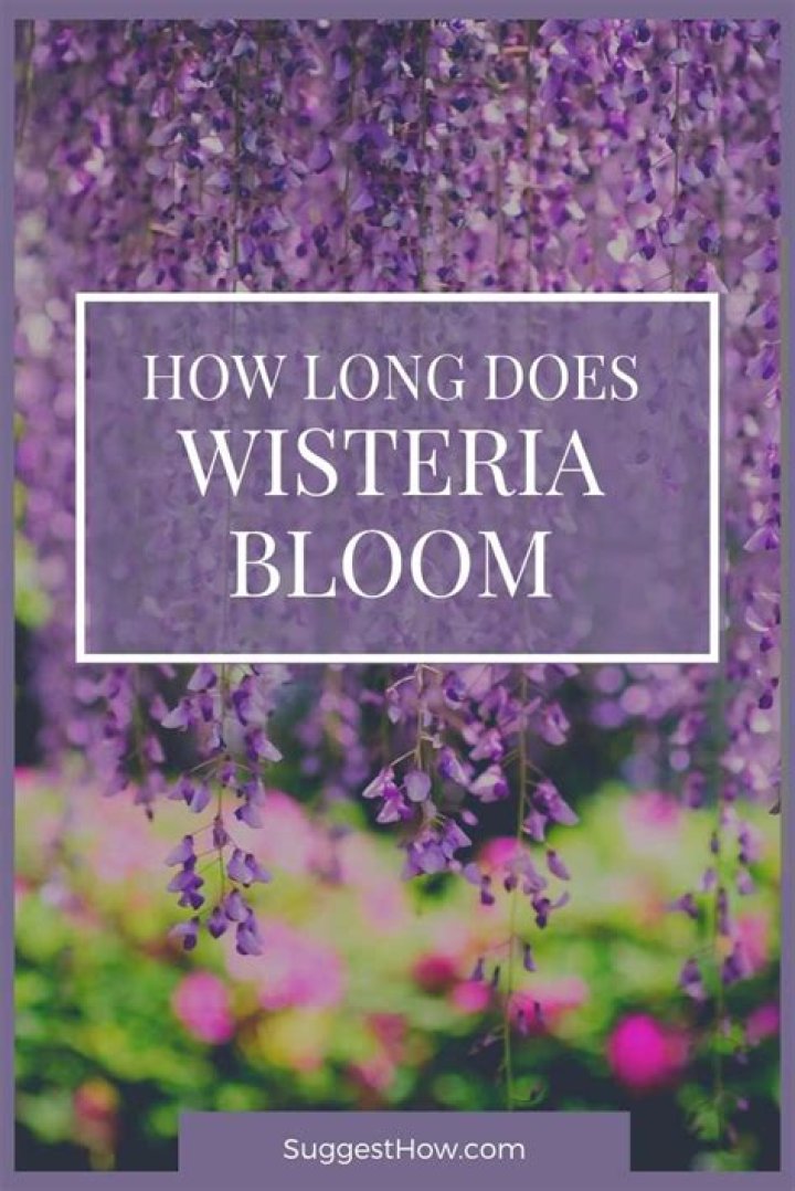 What time of year does wisteria bloom