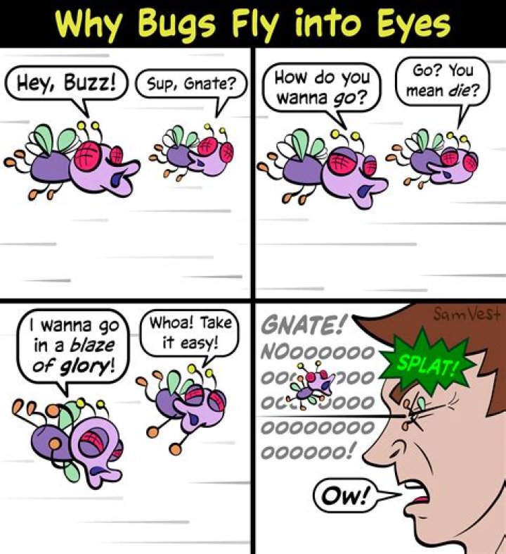 What To Do If A Bug Flies In Your Eye