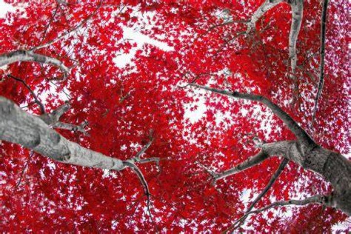 What Tree Has Red Leaves In Fall