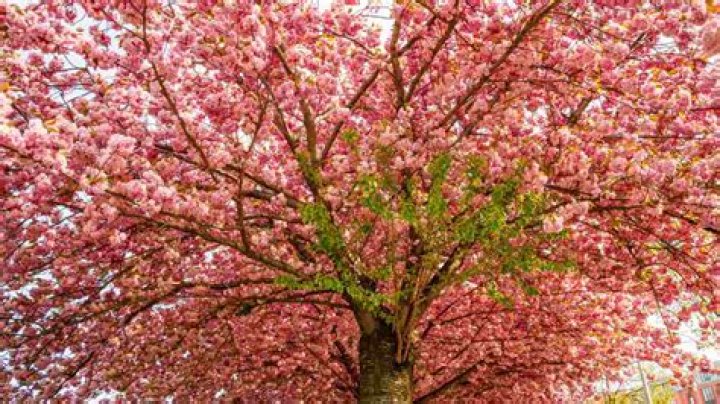 What trees blossom in February