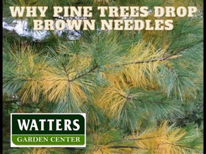 What trees lose needles