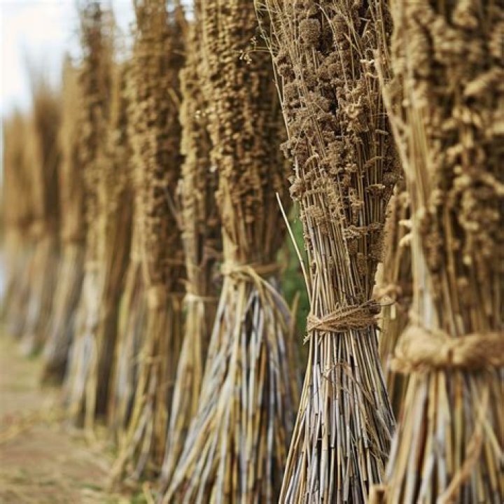 What type of climate does the flax plant need to grow