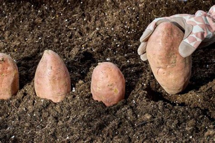 What type of soil does sweet potatoes like