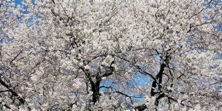 What type of tree has white blossoms