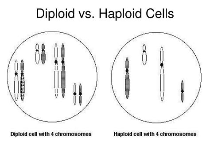 What types of cells are haploid