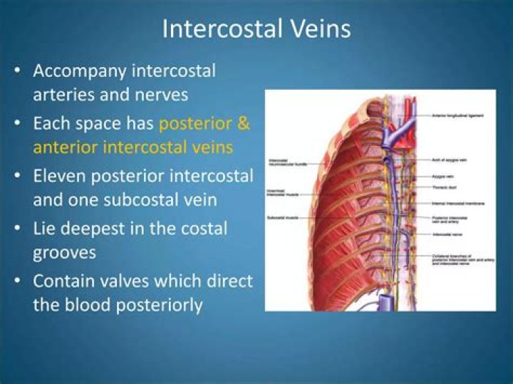 What venous system drains the intercostal veins
