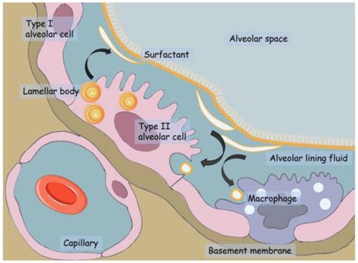 What would happen to your lungs without surfactant