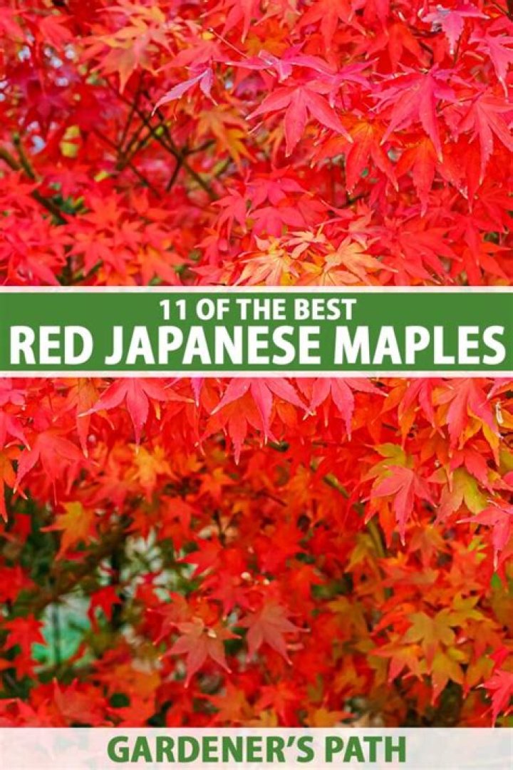 What zone are Japanese maples