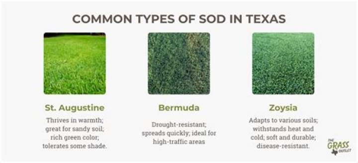 When can you lay sod in Texas