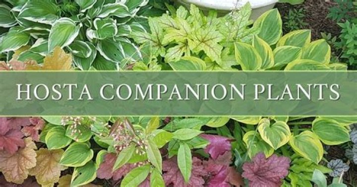 When can you move hostas in Minnesota