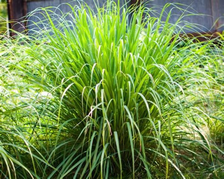 When can you plant lemongrass outside