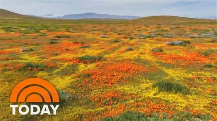 When can you see California poppies