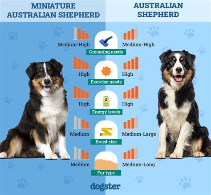 When Do Australian Shepherd Dogs Stop Growing