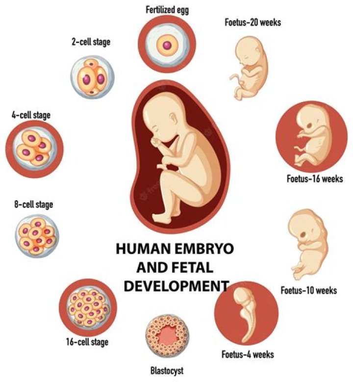 When serious defects occur during the embryonic period they often