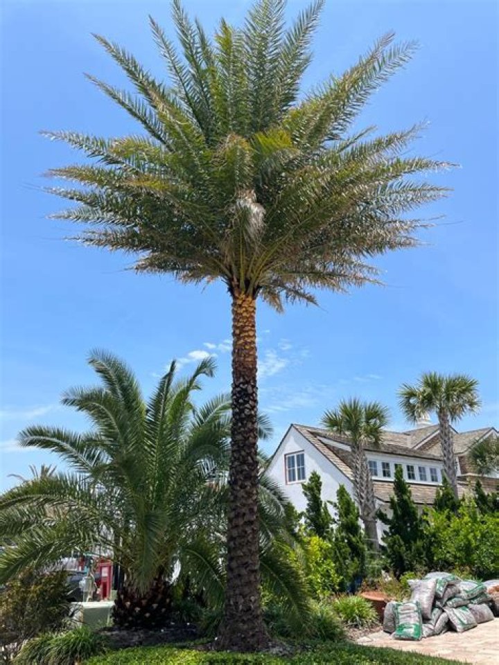 When should you trim queen palms