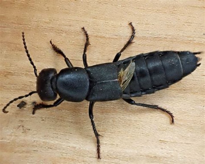 Where are rove beetles found