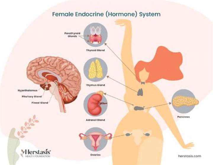 Where are the female hormones naturally produced and what are their functions