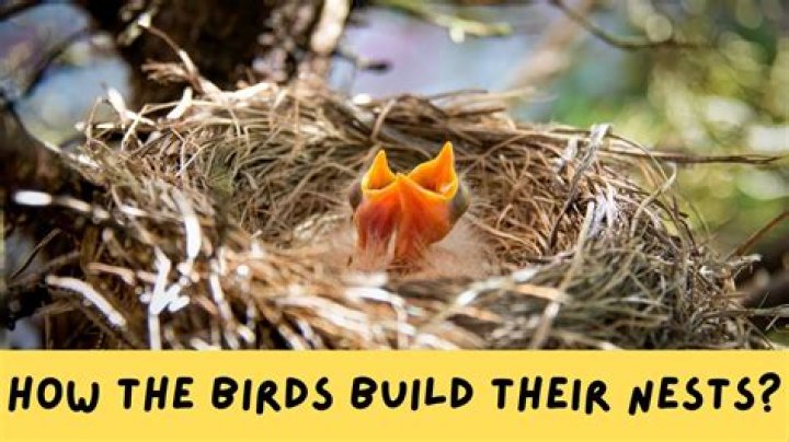 Where birds build their nest