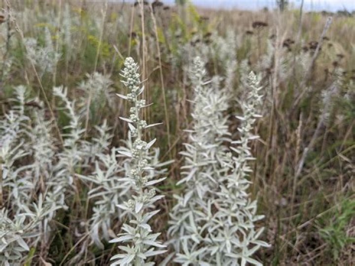 Where can I find white sage in the wild
