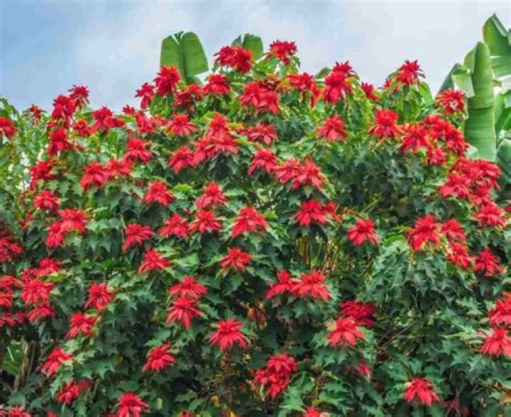 Where did the poinsettia originate from