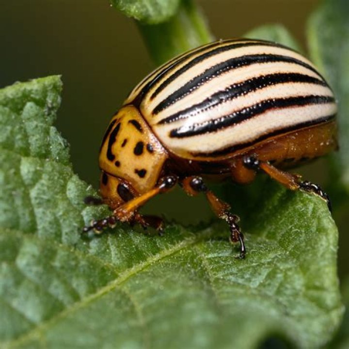 Where do Colorado potato beetles come from
