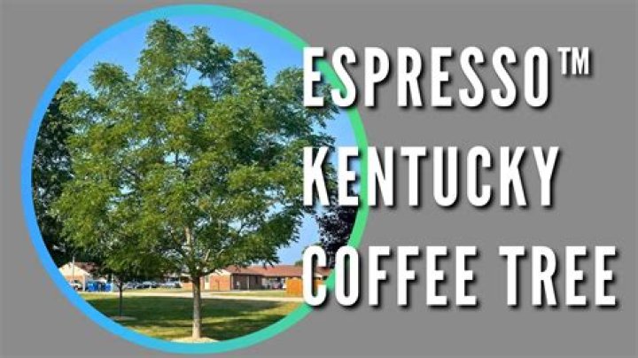 Where do Kentucky coffee trees grow