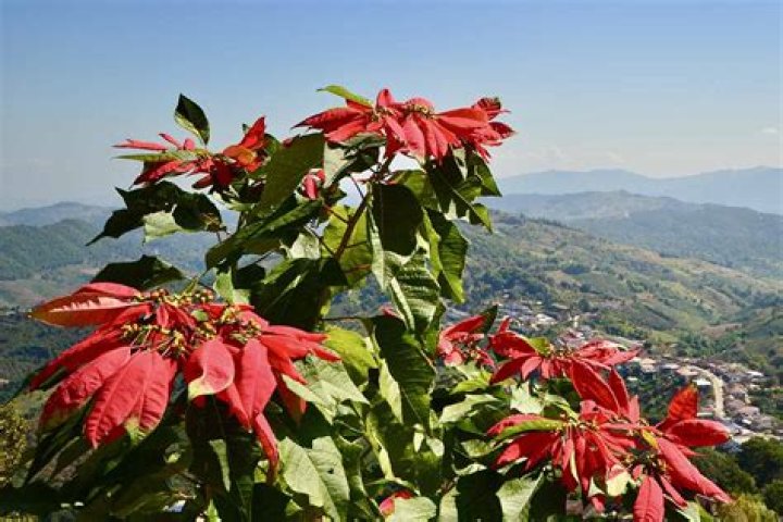 Where do poinsettias grow outside in California