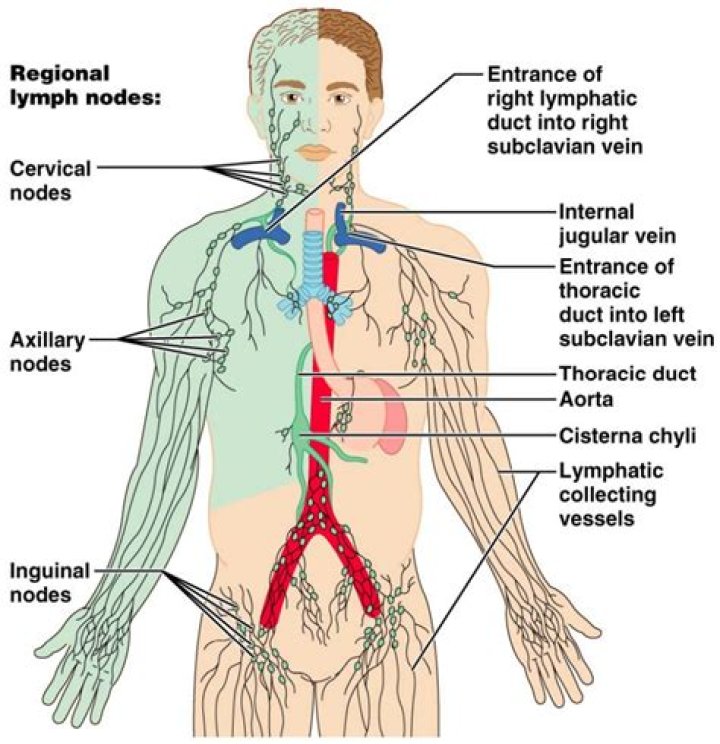 Where do pre aortic lymph nodes drain