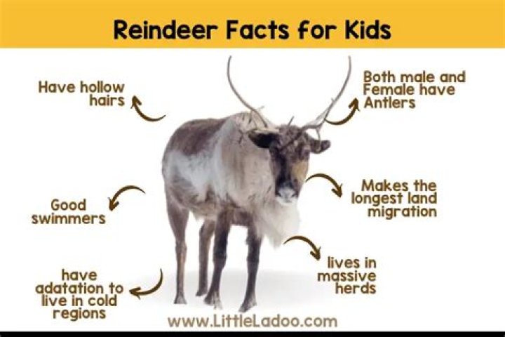 Where do reindeer live facts