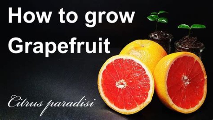 Where do ruby red grapefruit grow