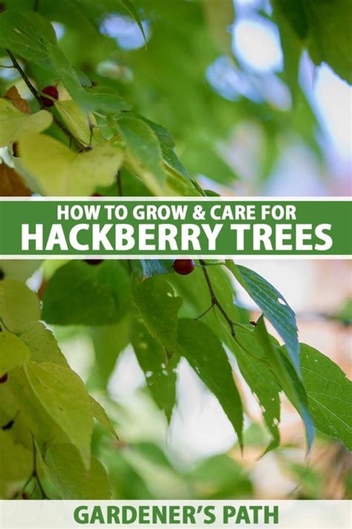 Where do you find hackberry trees