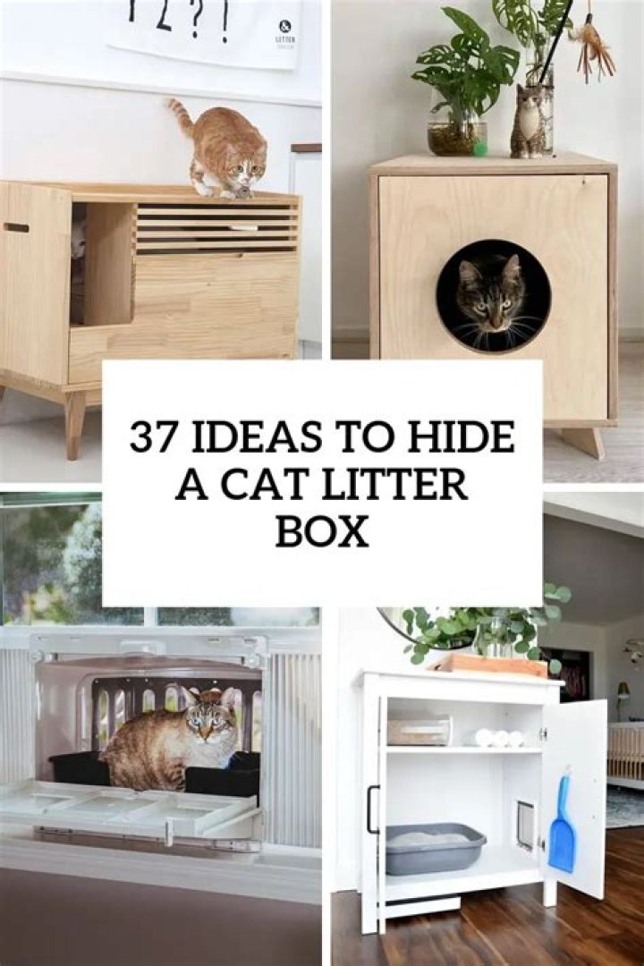 Where do you hide a litter box in a small apartment