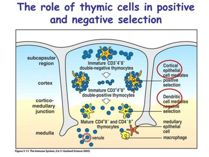 Where does positive and negative selection occur