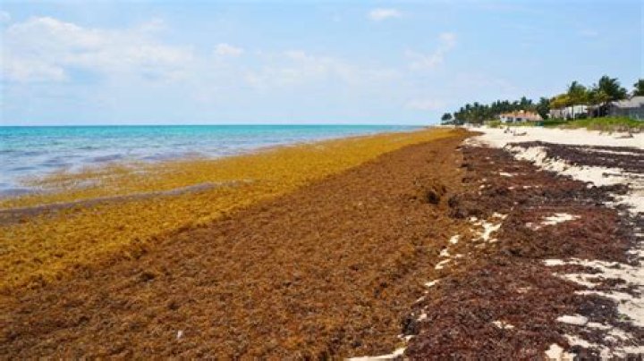 Where is Sargassum seaweed in Caribbean