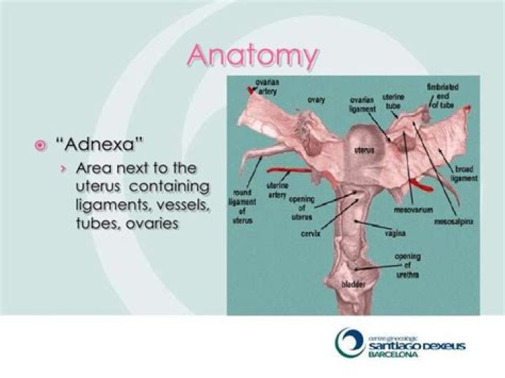 Where is the Adnexa located