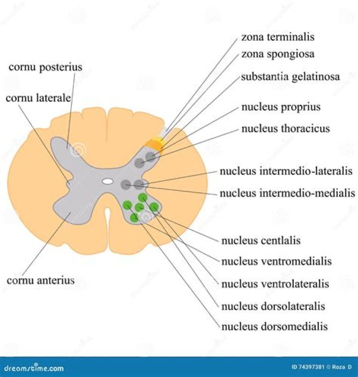 Where is the lateral nucleus located