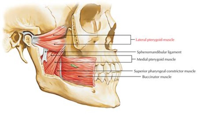 Where is the lateral pterygoid muscle