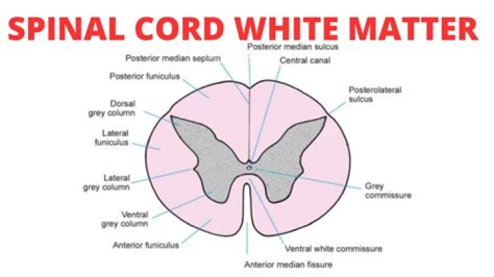 Where is white matter in the spinal cord