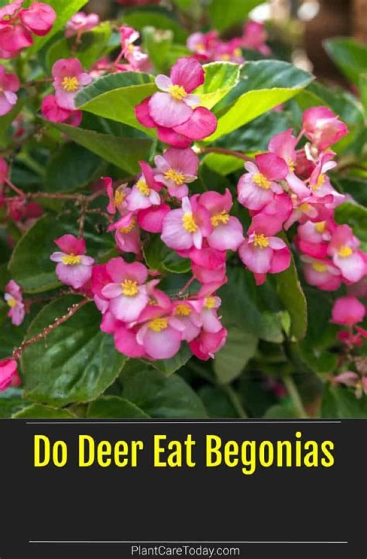 Which animals eat begonias